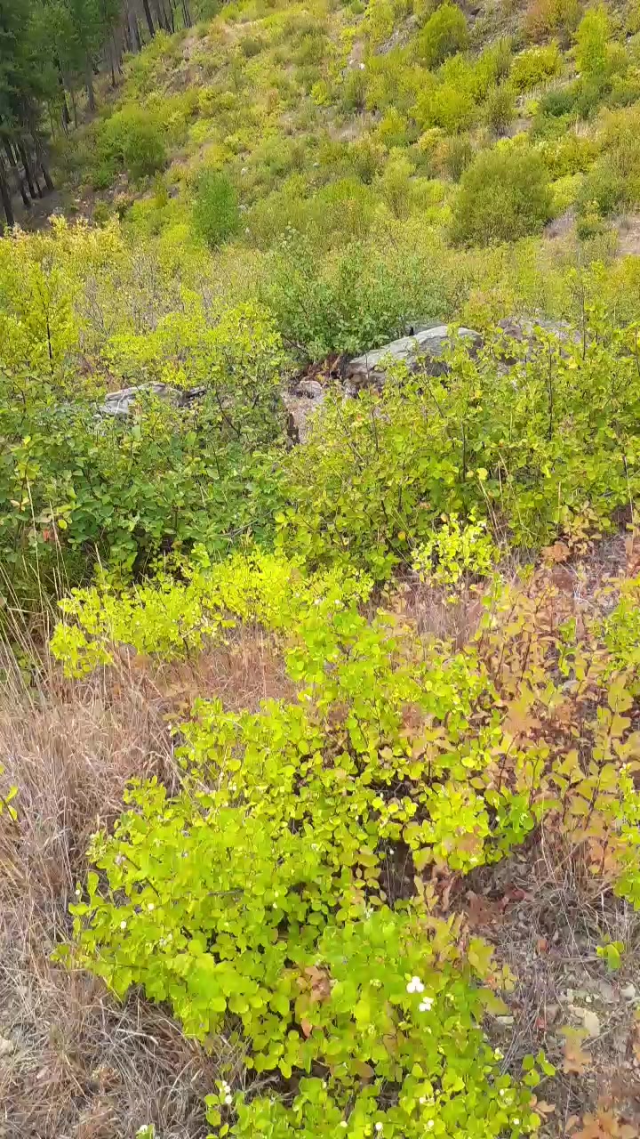 Backwoodsdude Live Cam Screenshot – 2025-08-07 17:41:35