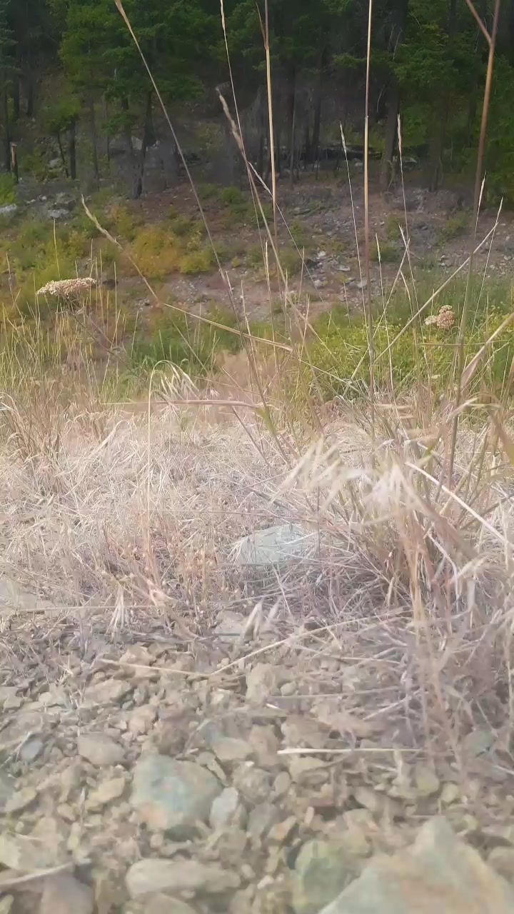 Backwoodsdude Live Cam Screenshot – 2025-08-07 19:11:49