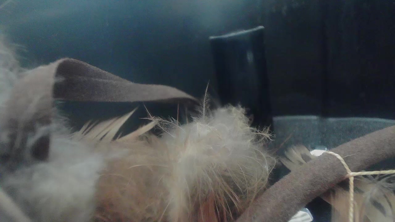 Evelynes Live Cam Screenshot – 2025-08-16 10:06:20