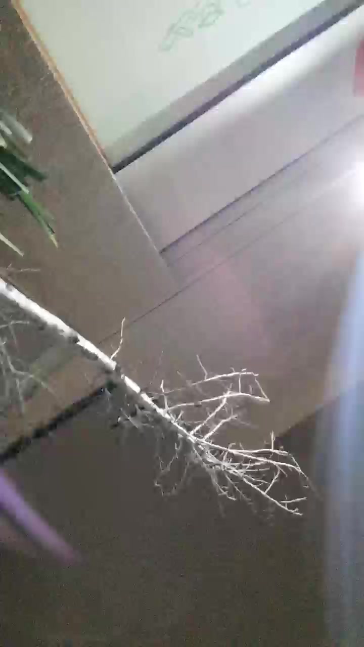 Migujosex Live Cam Screenshot – 2025-08-19 00:00:55