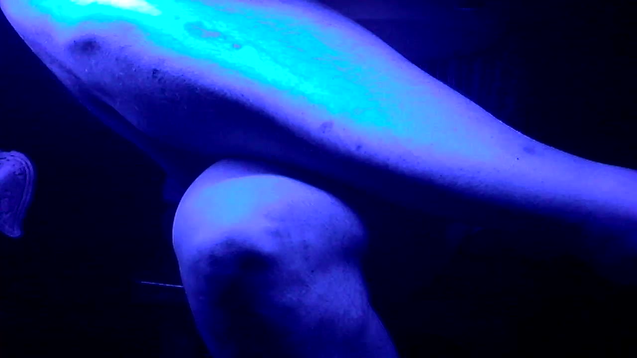 junkatsu Live Cam Screenshot – 2025-09-17 11:04:59