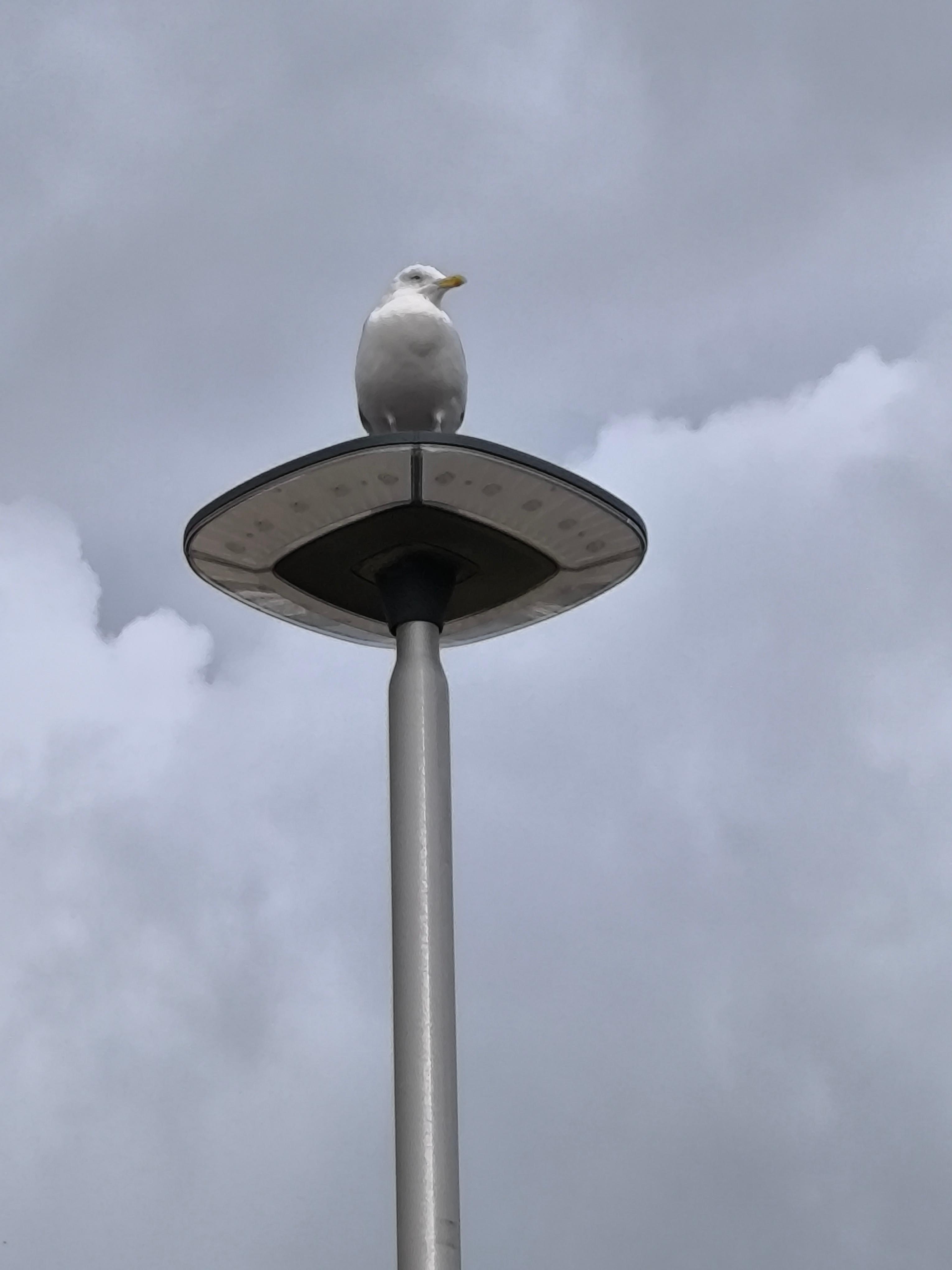 Profile image of Lueneburger50