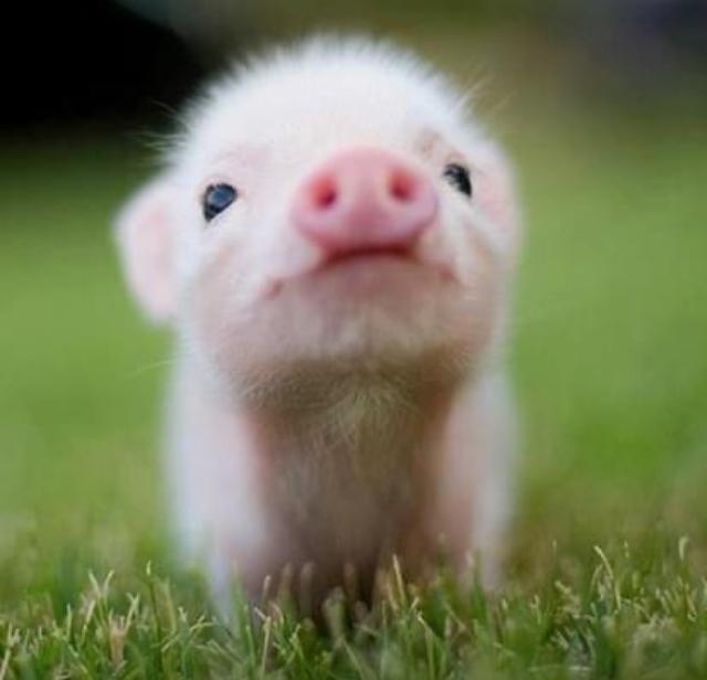 Profile image of Pigzag