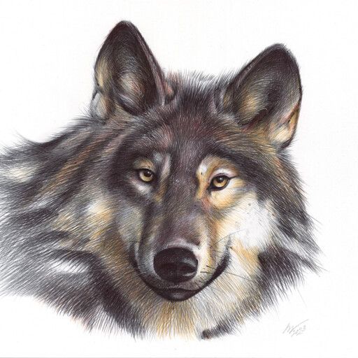 Profile image of adalfun