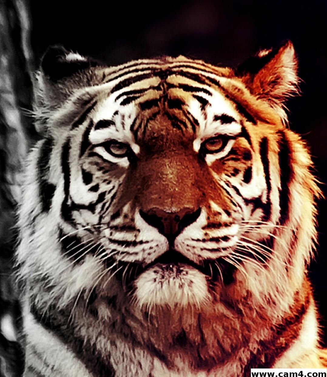 Profile image of alycaat65