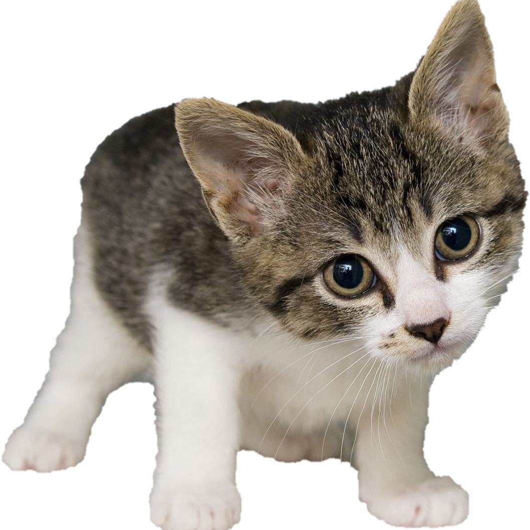 Profile image of basicboicoll