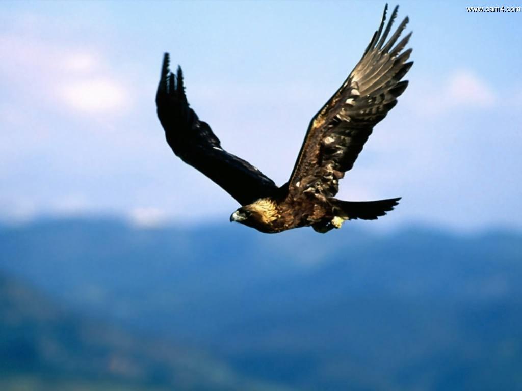Profile image of bluehawk63