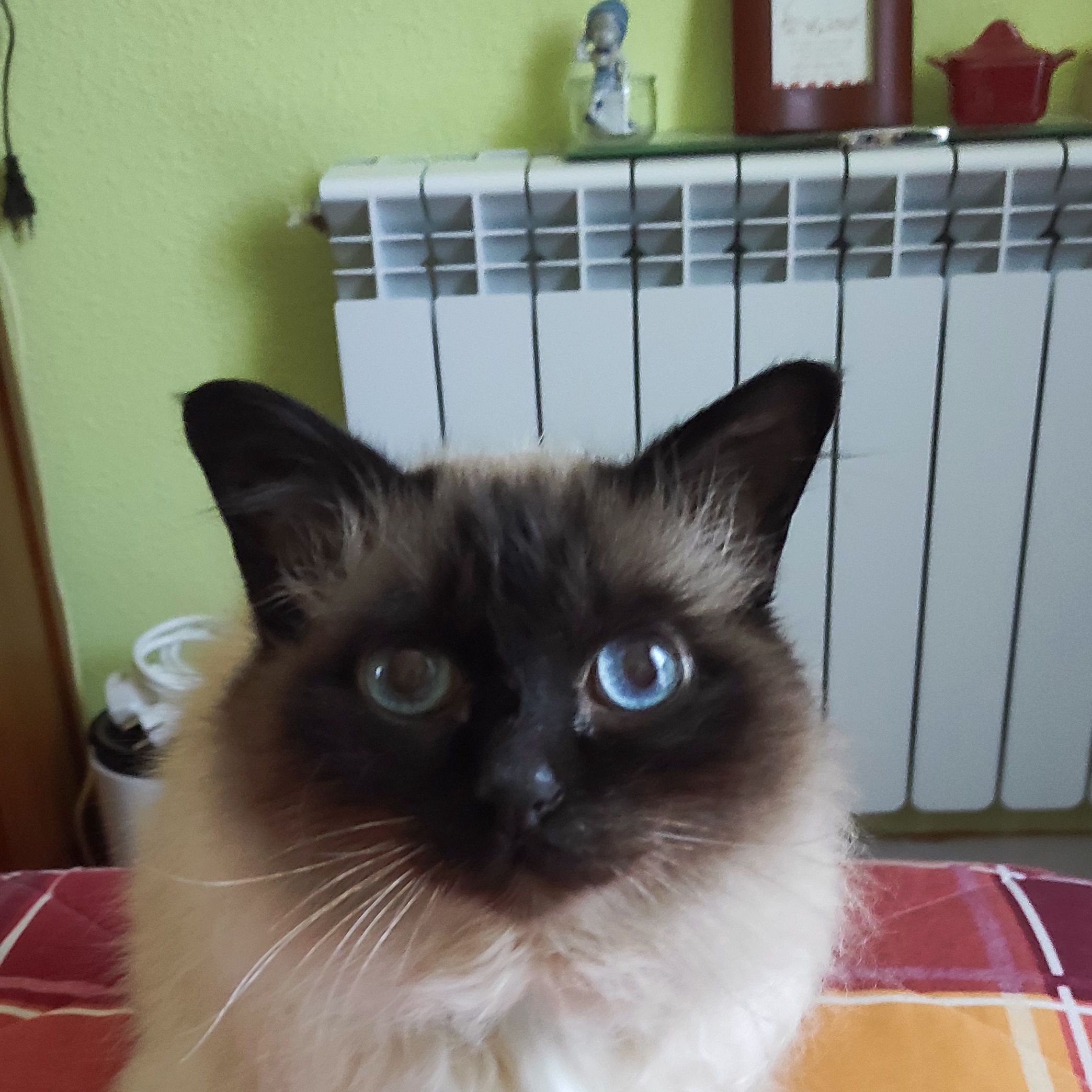 Profile image of brexka