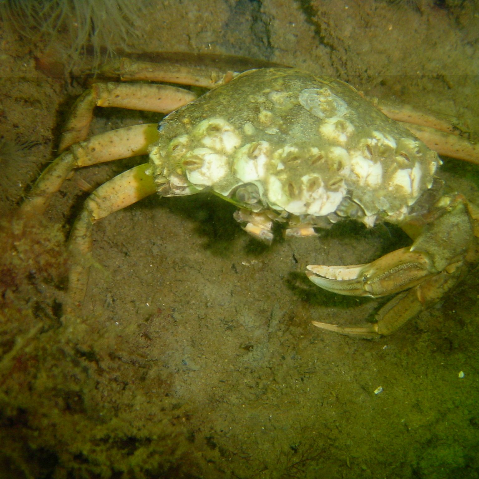 Profile image of catweazle6