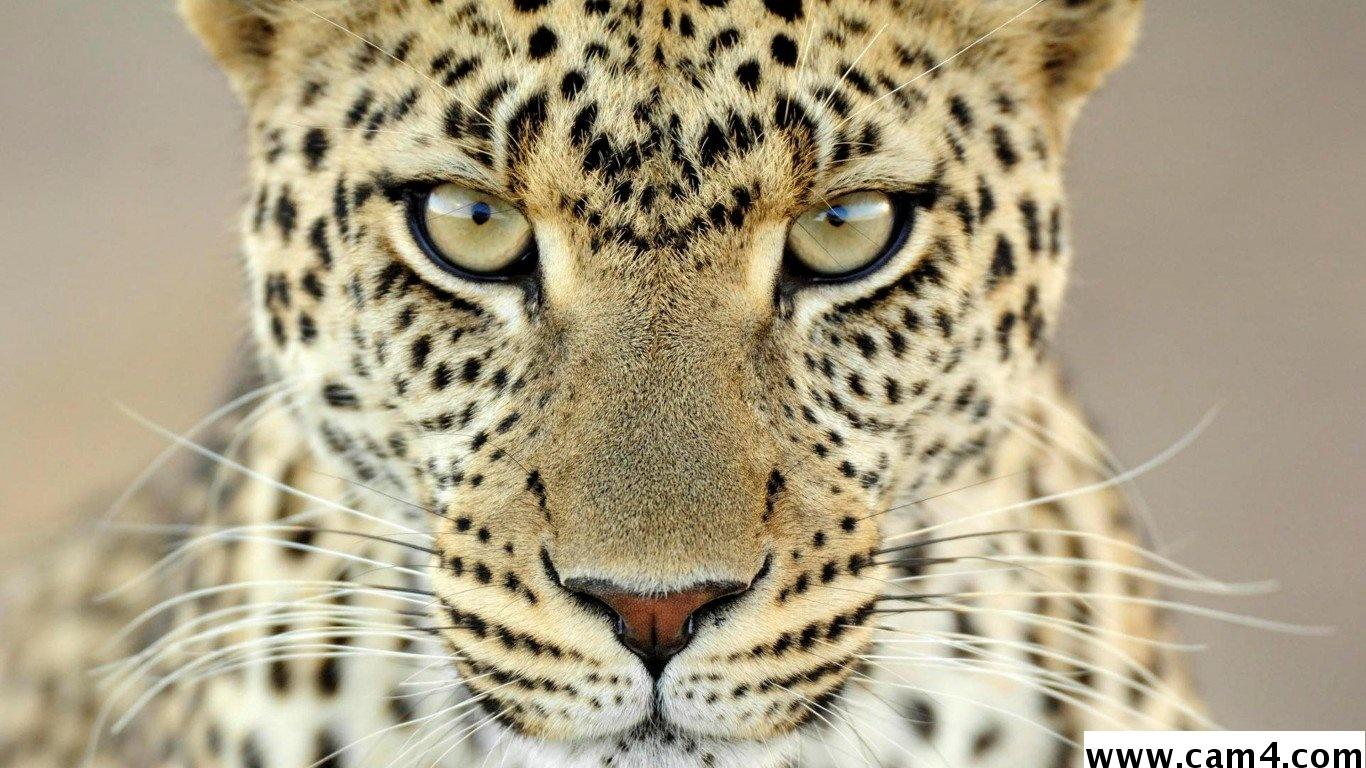 Profile image of cheetah60