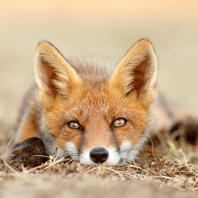 Profile image of chubyfox63