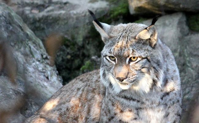 Profile image of felin33