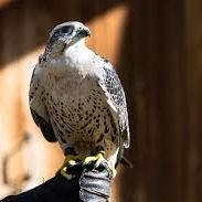 Profile image of iltrapano_