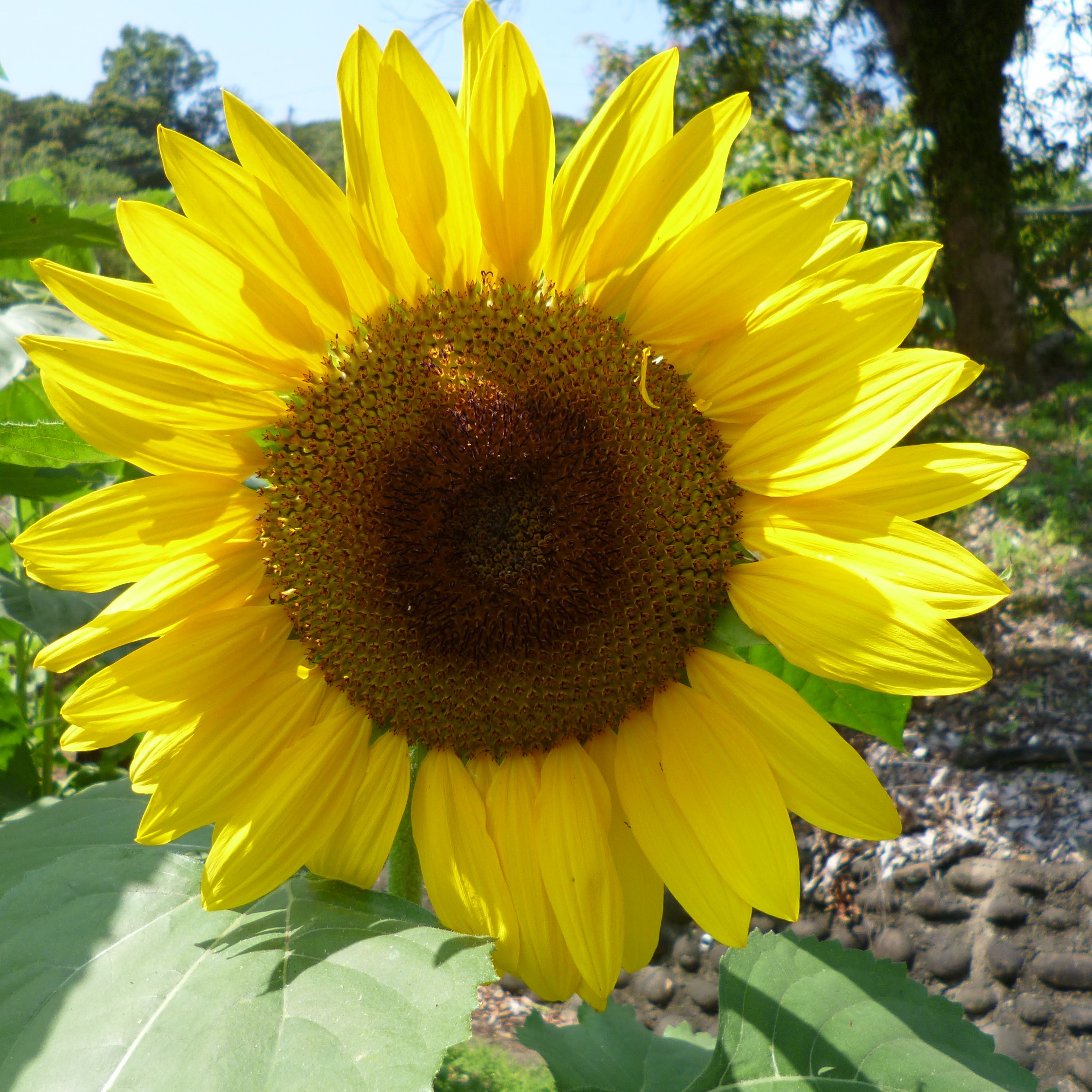 Profile image of losun1
