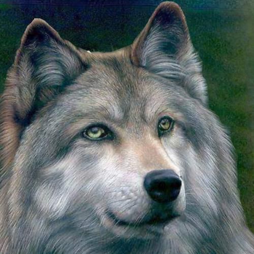 Profile image of loups3