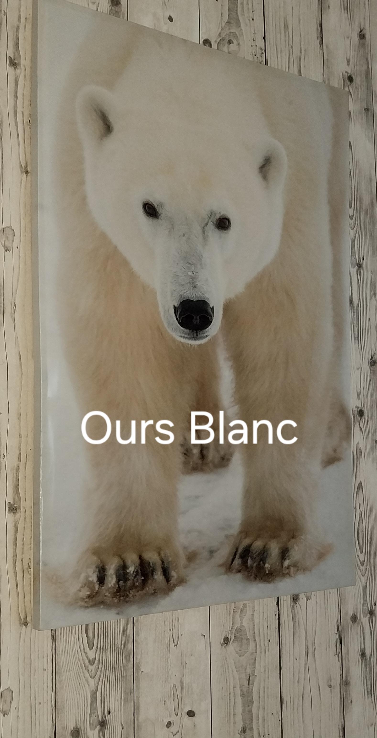 Profile image of oursblanc75