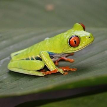 Profile image of pelleverde