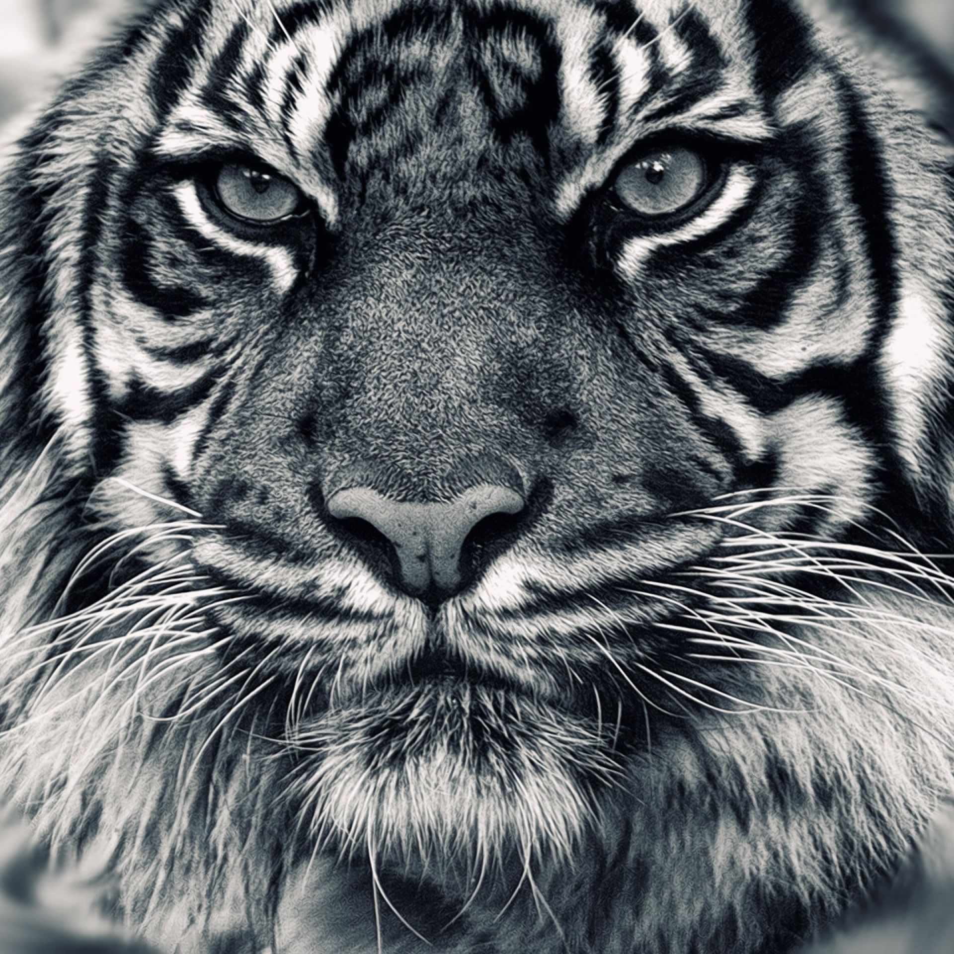 Profile image of picelmot