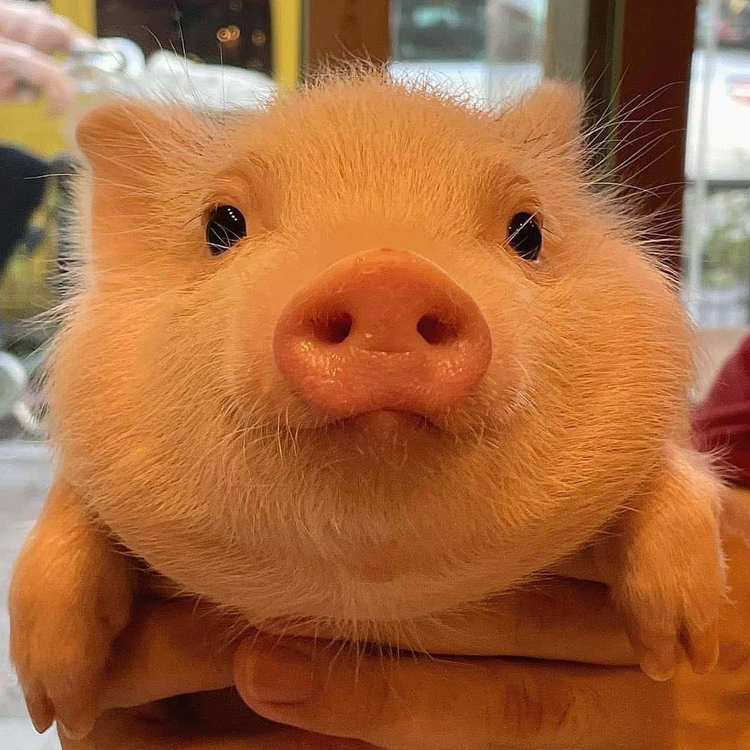 Profile image of porkrollpiggy