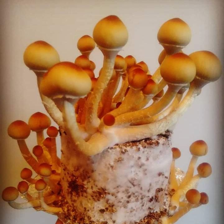 Profile image of sacudo19cm
