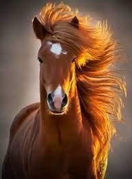 Profile image of salva_18