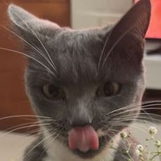 Profile image of sebaavalpo69