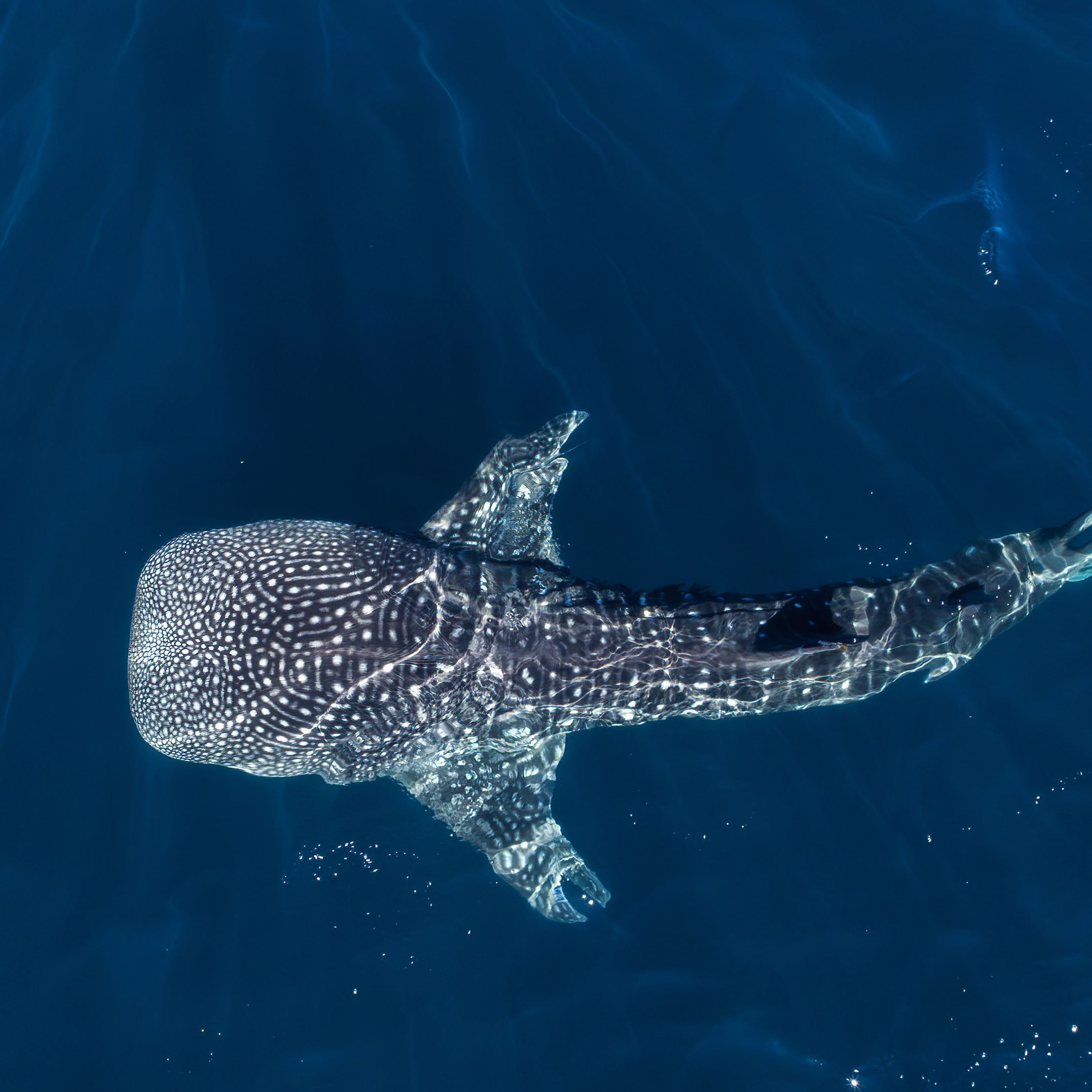 Profile image of topinho75